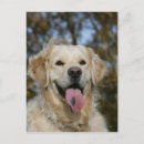 Search for headshot postcards Dog