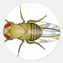 Search for drosophila Lab