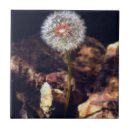 Search for dandelion tiles Botanical