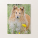 Search for sheltie puzzles Pet