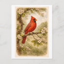 Search for vintage male postcards Antique