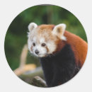 Search for panda stickers Wildlife