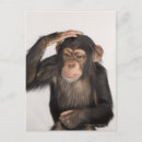 Search for chimpanzee postcards Wildlife