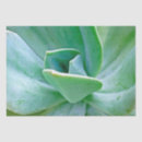 Search for southwest tissue paper Succulent