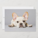 Search for french bulldog cards Young animal