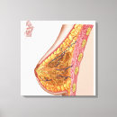 Search for female anatomy canvas prints Biology