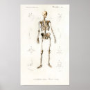 Search for vintage medical skeleton posters Skull