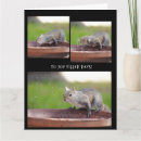 Search for funny squirrel cards Squirrels