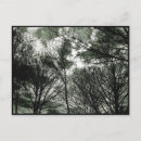 Search for tree postcards Photography
