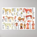 Search for dog posters Canine