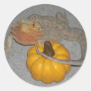 Search for bearded dragon stickers Birthday