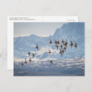 Search for nature postcards Bird