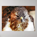 Search for red tail hawk art Nature