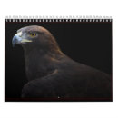 Search for falcon calendars wildlife