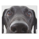 Search for labrador retriever gifts Face