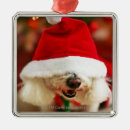 Search for bichon frise ornaments Puppy