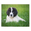 Search for newfoundland dog puzzles Canine