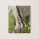 Search for fjord horse Equestrian