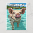 Search for swimming pig Exuma