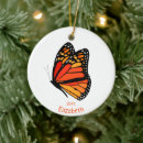 Search for butterfly ornaments Nature