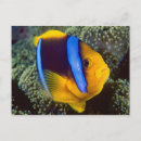 Search for great barrier reef postcards Colorful