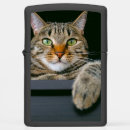 Search for cat lighters Kitten