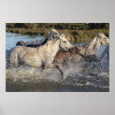 Search for white horse running posters Animals