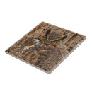 Search for owl tiles Raptor