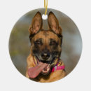 Search for belgian malinois ornaments Shepherd