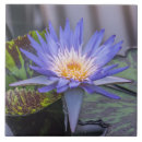 Search for light purple tiles Nature