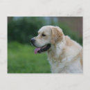 Search for headshot postcards Retriever golden