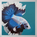 Search for betta fish art Fighting