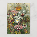 Search for fine art postcards Vintage
