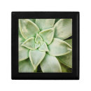 Search for succulent gift boxes Plant