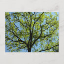 Search for tree postcards Green