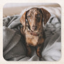 Search for dapple dachshund gifts Puppy