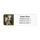 Search for goat return address labels Barn