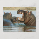 Search for hippo postcards Water