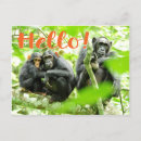 Search for chimpanzee postcards Chimps