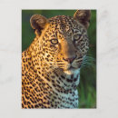 Search for kenya postcards Leopard