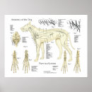 Search for dog anatomy posters Canine