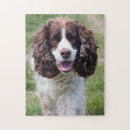 Search for english springer spaniel puzzles Pet