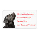 Search for dog labels Labrador retriever