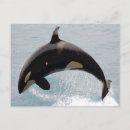 Search for orca whale Washington