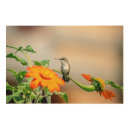 Search for hummingbird art Nature