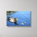 Search for duck canvas prints Nature