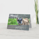 Search for funny donkey cards Animals