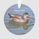 Search for mallard duck gifts Photography