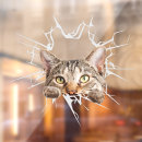 Search for funny cat bumper stickers Kitty