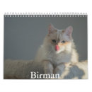 Search for birman cat Pets